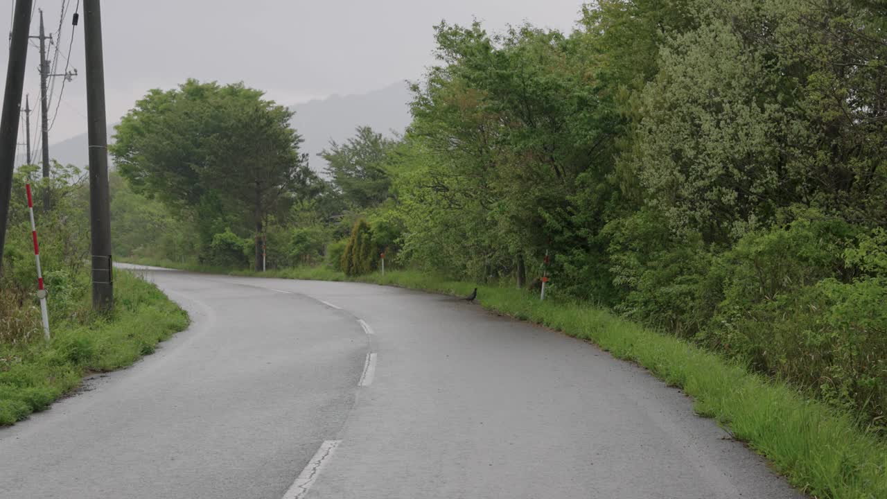 돗토리의 꿩 횡단도로, 비오는 날의 시골길
