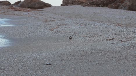 sandpiper moving forward at the beach