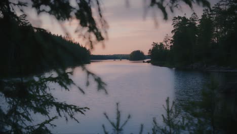 golden lake in a pine forest through the branches in the woods