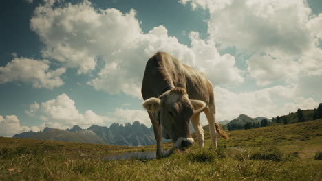 cow grazing in the alps