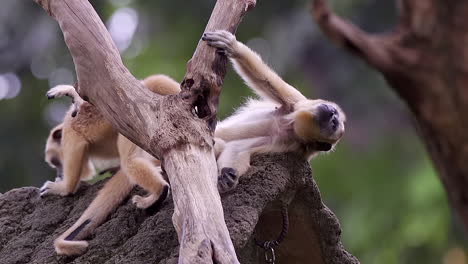 mono aullador marrón soñoliento en el árbol