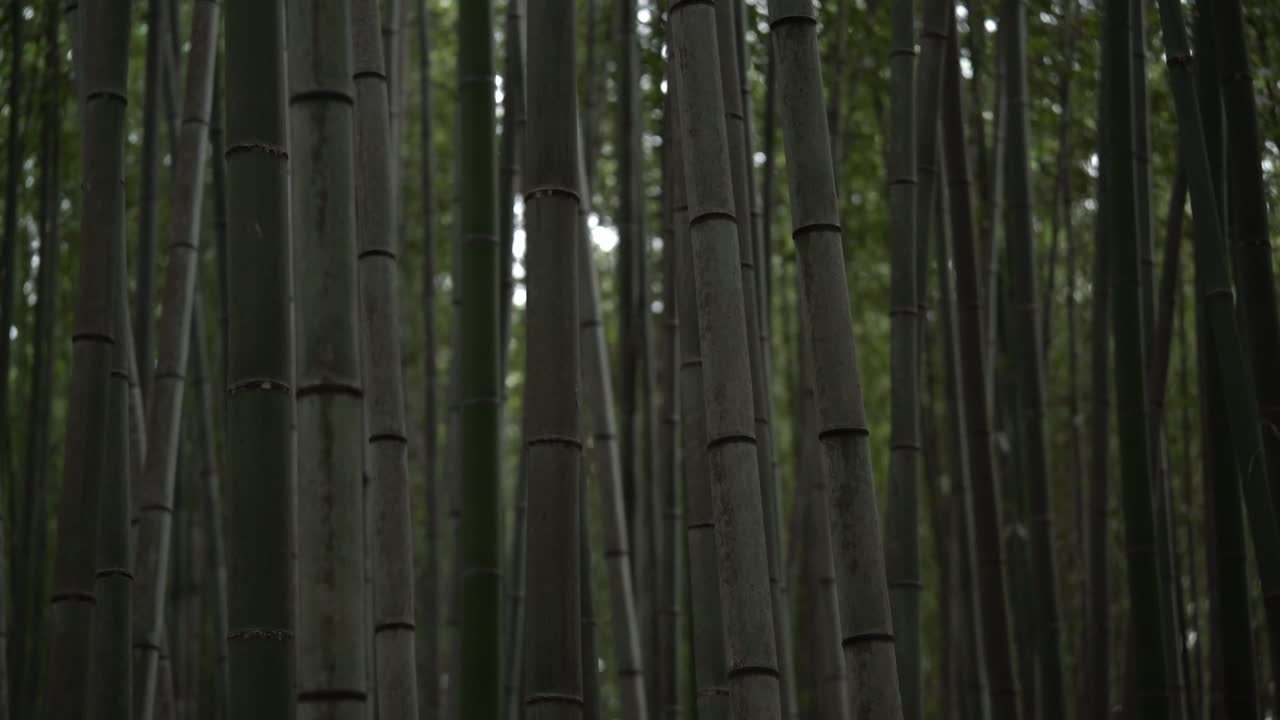 L'ambiente all'interno di una foresta di bambù giapponese.