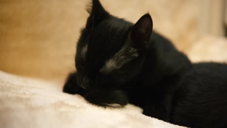 close up of black cat cleaning grooming herself by licking her paws