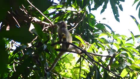 Mono-Ardilla-Joven-Sentado-En-Una-Rama-Delgada-Comiendo-Un-Insecto-Alegremente-Mientras-Observa-Su-Entorno