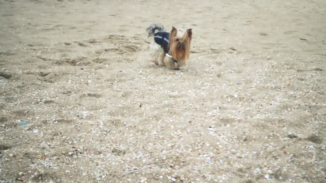 Yorkshire terrier sulla spiaggia. Rallentatore