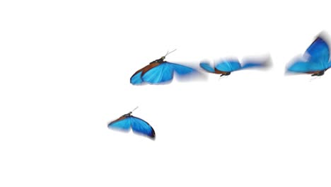 group of beautiful blue colored butterflies morpho menelaus flying on white and green backgrounds close-up. loop-able 3d animation with green screen alpha channel.