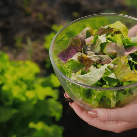 side view of a woman holding a bowl of lettuce over the vegetable garden where it grows