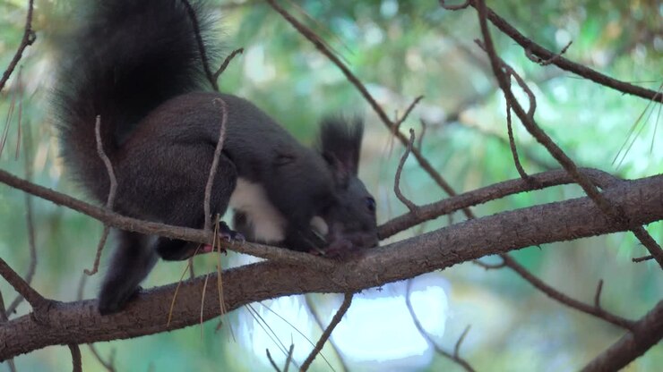 Scoiattolo grigio eurasiatico o scoiattolo di Abert seduto su un ramo di pino che mangia una noce, Foresta di Yangjae, Seul, Corea del Sud.