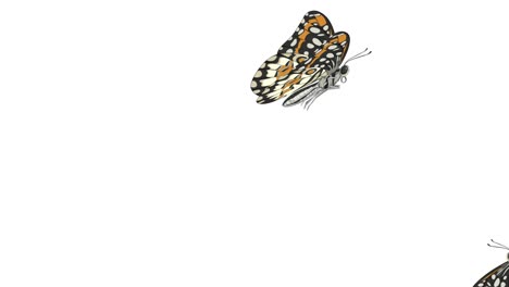 animated butterflies moving across contrasting backgrounds