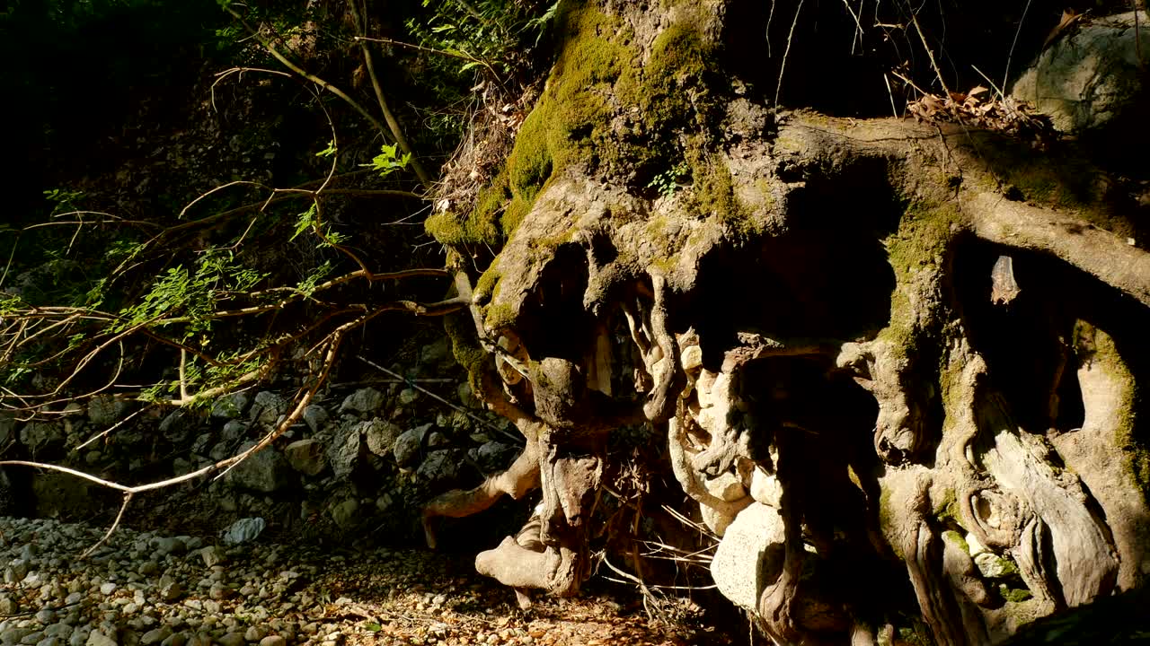 raíces de árboles en el río drenado