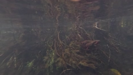 underwater river roots