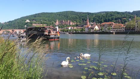 Ciudad-De-Heidelberg-En-Alemania-En-Una-Romántica-Vista-A-La-Orilla-Del-Río-De-Una-Pareja-De-Cisnes-Mudos-Con-Lindos-Cygnets-Alimentándose-Junto-A-Un-Restaurante-Flotante