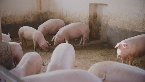 pigs in a farm pen