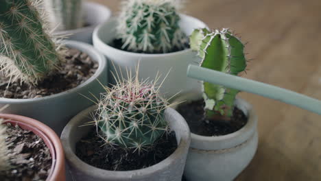 regar las plantas de cactus en macetas creciendo hermosos cactus 4k