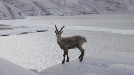 mountain goat by glacial lake