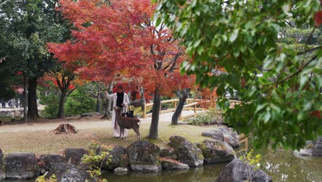 autumn scene in nara, japan with a female tourist interacting with a deer, colorful trees and a bridge in the background