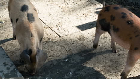 medium shot in slow motion of two pigs as one pig pushes the other with its snout