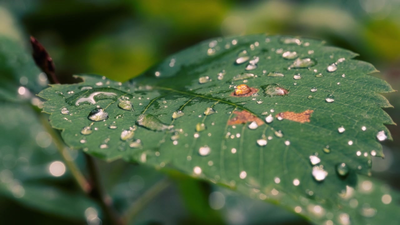 Droplets of rain water on a green leaf