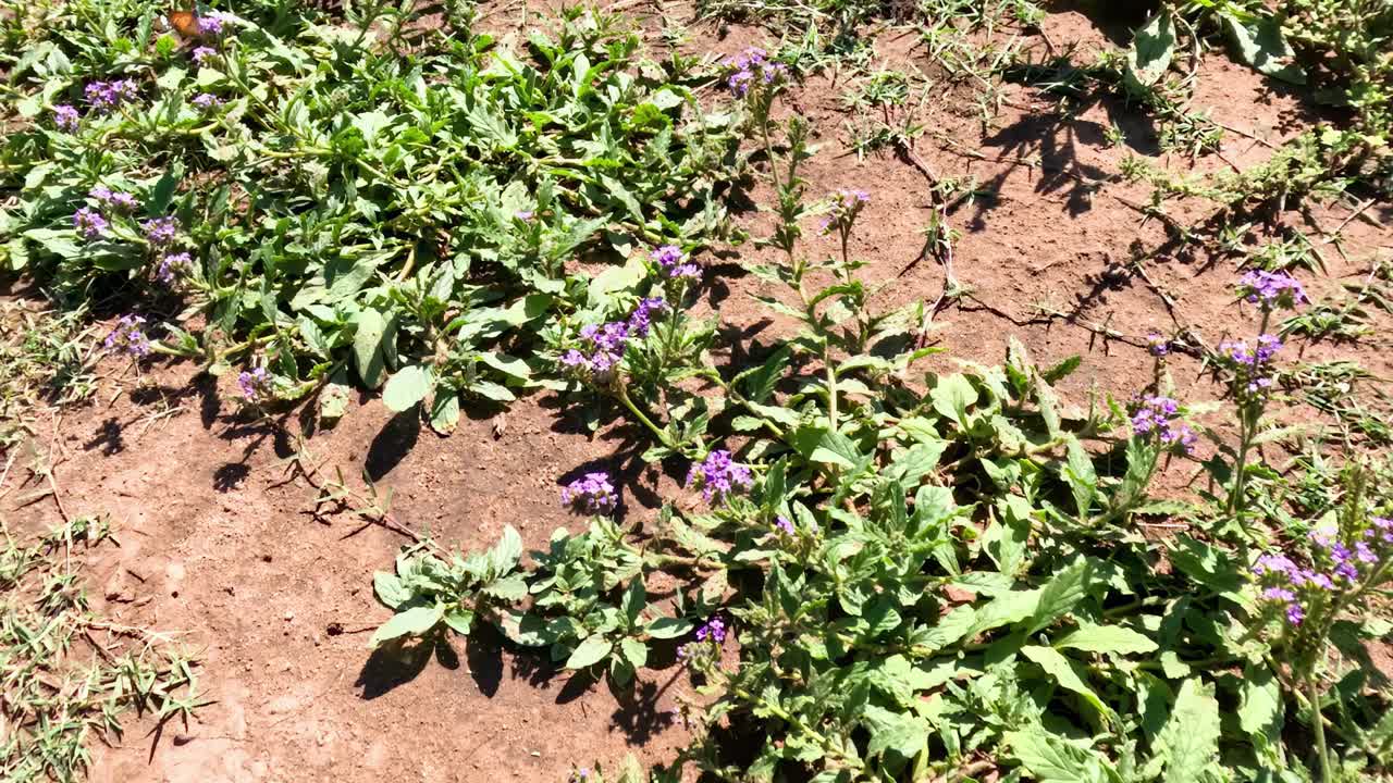 mariposa moviéndose a lo largo de un sendero forestal