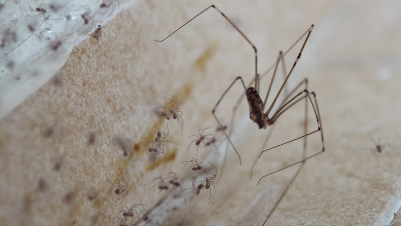 macro: cambie el enfoque de las pequeñas arañas de patas largas de papá a la araña de sótano adulta que cuida la telaraña con mucho cuidado, usando patas y mandables para eliminar la suciedad, en la esquina de azulejos de una habitación en una casa urbana