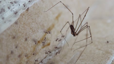 macro: shift focus from tiny daddy long legs spiders to adult cellar spider tending spiderweb with great care, using legs and mandables to remove dirt, in tiled corner of a room in urban house