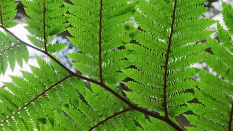 close up de las hojas en el árbol en el jardín