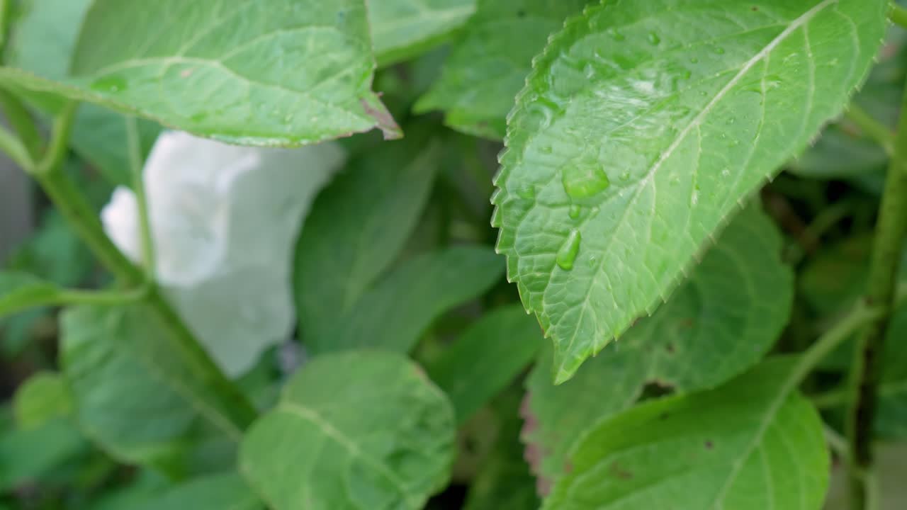 las gotas de lluvia caen sobre el follaje verde de un arbusto de flores, contra un fondo borroso