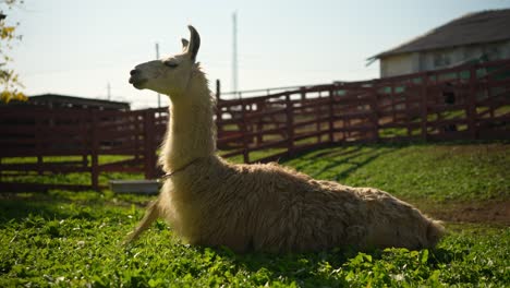 una llama descansando en un campo de hierba
