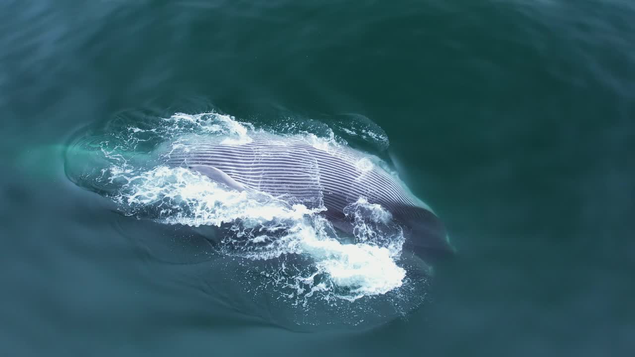 커다란 핀 고래가 표면에서 먹이를 먹는 3개의 드론 어리 중 하나, 일반적으로 남부 캘리포니아 해안에서 표면 아래에서 이루어지는 먹이의 희귀한 관점을 보여줍니다.