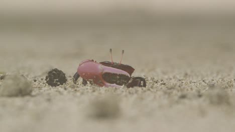 small red crab with huge plier