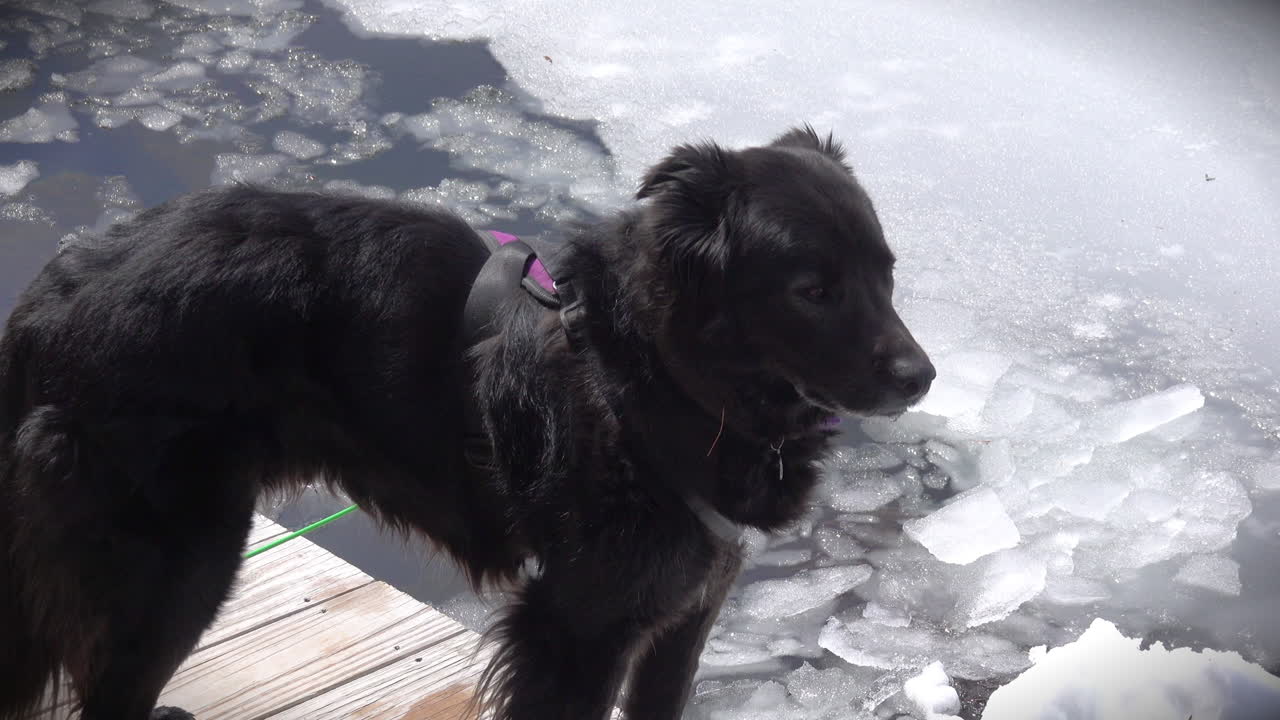 un perro negro está de pie al lado de la deshielo de hielo en un lago adirondack