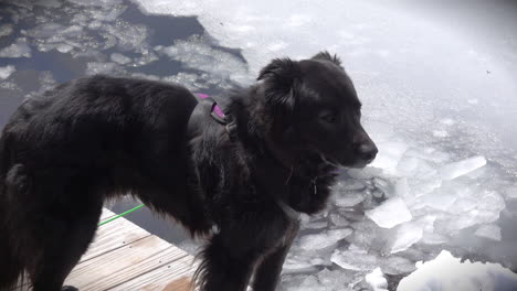 a black dog stands next to thawing pack ice on an adirondack lake