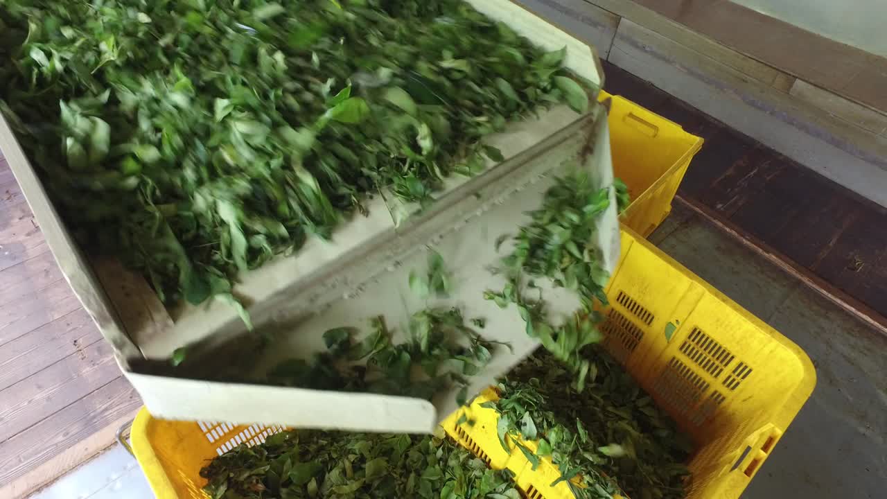 hojas de té verde que caen de la máquina a las cestas