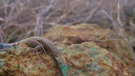 gran lagarto de cola de látigo o blau blau arrastrándose sobre roca caliza en un árido paisaje desértico que muestra detalles de la piel de la cola, de cerca