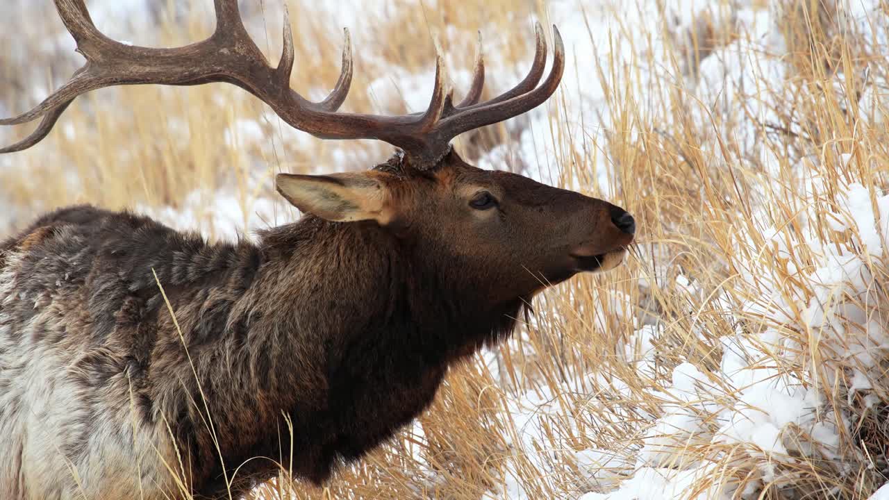 Detailní záběr býka wapiti pasoucího se na kopci během zimy v Yellowstonském národním parku.