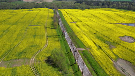 Beautiful-road-trip-amidst-nature-surrounded-by-lush-yellow-green-fields