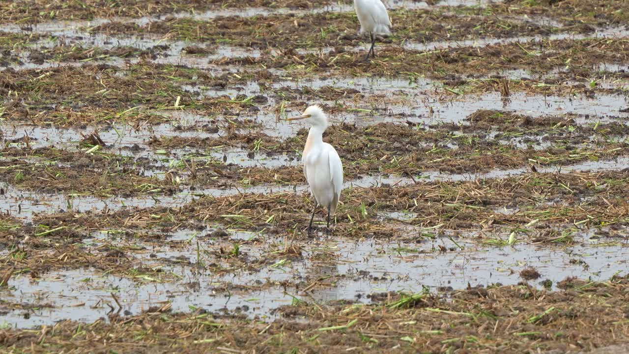 농경지에서 서 있는 가축 가 은 토양에서 서서히 고 떨어지는 작물을 찾고 있습니다.