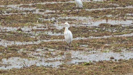 fotografía de cerca de una garza de ganado de pie en las tierras de cultivo agrícolas, caminando lentamente y buscando alimentos para los cultivos caídos en el suelo húmedo de los campos de arroz cosechados