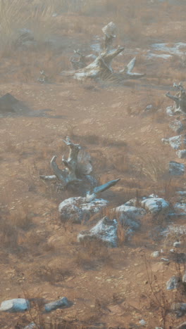 foggy morning in a dry field with dead trees