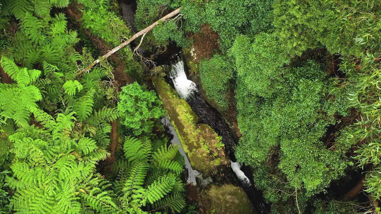 bosque tropical exótico con corriente en el parque das frechas, isla terceira, portugal