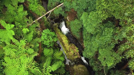 exotic tropical forest with flowing stream at parque das frechas, terceira island, portugal