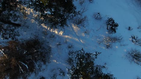 flying up from the snowy forest ground and pine trees at sunset just like in horror movie or criminal scene