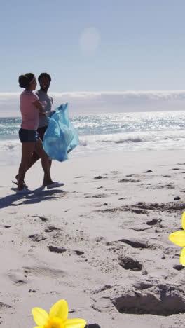 animation of daffodils over african american couple walking on beach and picking up rubbish