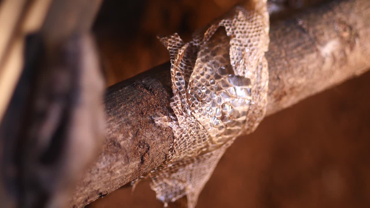 Close-up of shed snake skin on a branch