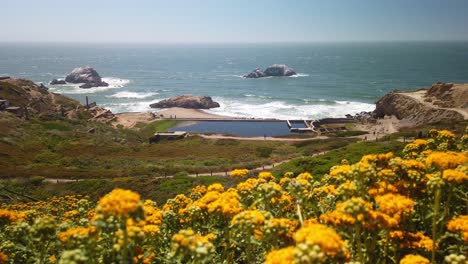 static shot racking focus from golden wildflowers in the foreground to the ruins of the sutro baths at land's end in the background