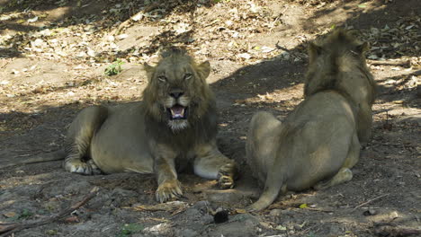 Two-mighty-lion-brothers-rest-in-the-shade-during-midday-heat-in-African-savannah