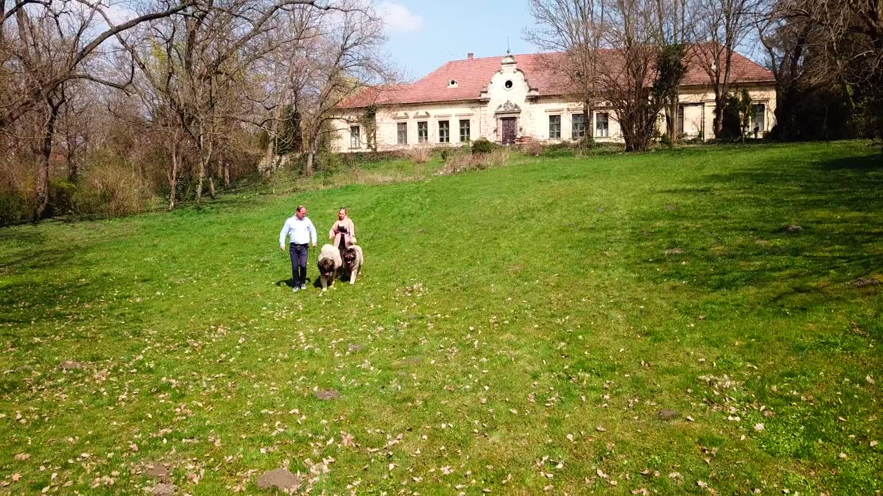 Aerial view of two people walking their pedigreed purebred Caucasian Shepherd dogs