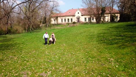 aerial view of two people walking their pedigreed purebred caucasian shepherd dogs