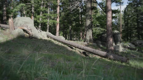 man trail running in the forest