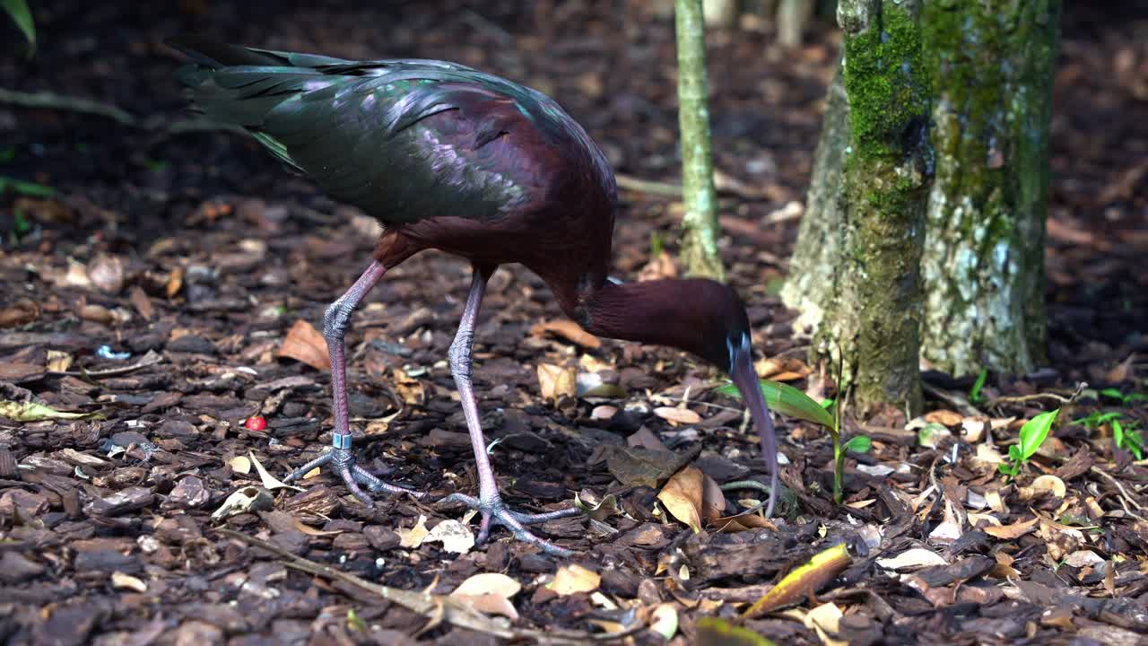 gossy ibis, plegadis falcinellus는 긴 부리, 호주 토착 야생 조류 종과 함께 숲에서 먹이를 찾아다니느라 바쁩니다.